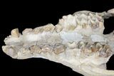 Oreodont (Merycoidodon) Partial Skull - Wyoming #123198-7